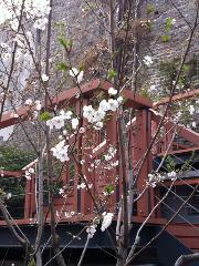 少年游追梦鸡鸣寺，夕阳落逐美仙樱花——记文学社3月20日外出采风活动