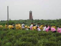 高二学农活动集锦――采茶
